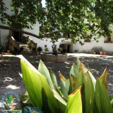 Jardines de Alfabia