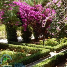 Jardines de Alfabia