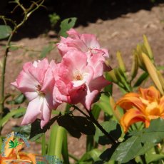 Jardines de Alfabia