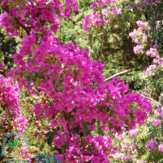 Jardines de Alfabia