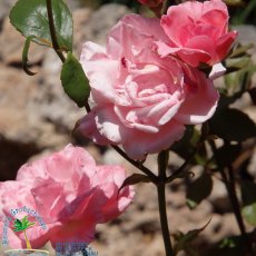 Jardines de Alfabia
