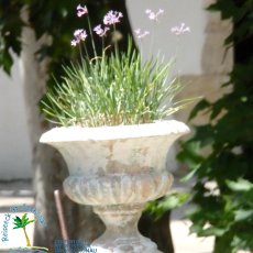 Jardines de Alfabia