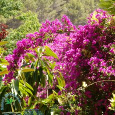 Jardines de Alfabia