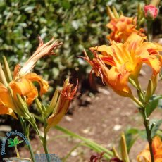 Jardines de Alfabia