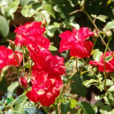Jardines de Alfabia