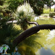 Jardines de Alfabia