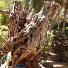 Jardines de Alfabia