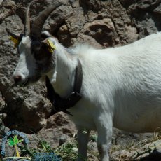Jardines de Alfabia