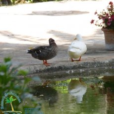 Jardines de Alfabia