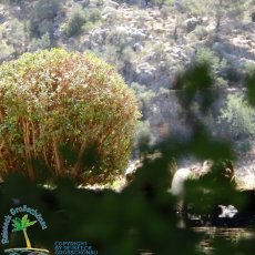 Jardines de Alfabia