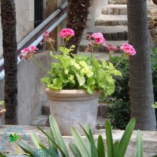 Jardines de Alfabia