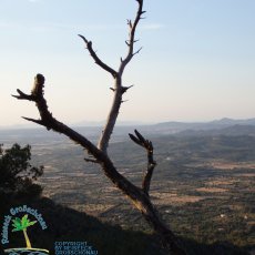 Puig de Sant Salvador