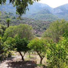 Son Marroig
