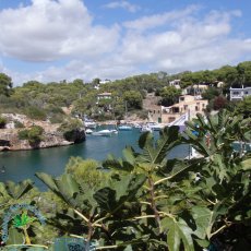 Cala Figuera