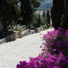 Pollenca