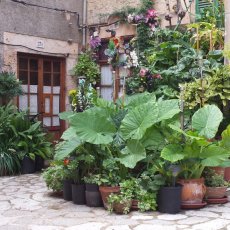 Valldemossa